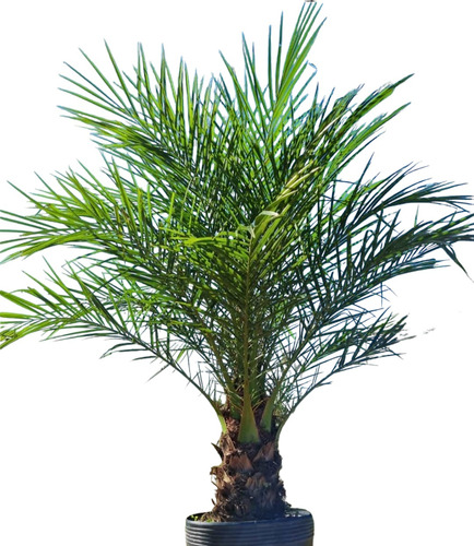 Palmera Fénix!!