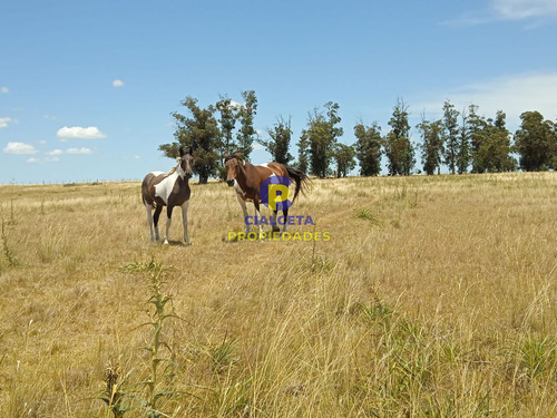 23 Hectáreas En Lavalleja Con Arroyo