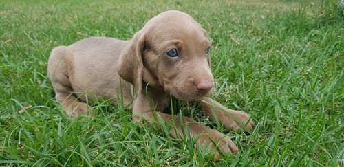 Vendo Weimaraner. 2 Meses De Nascido. Muito Lindo E Saudavel