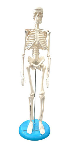 Esqueleto De 45cm - Anatomic Tgd-0121