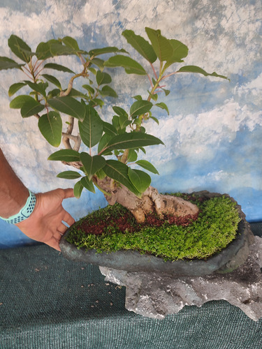 Bonsai De Ombu.