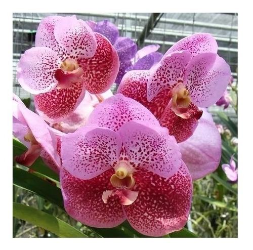 Muda Joven Orquidea Vanda Lindas Varias Cores Promocao