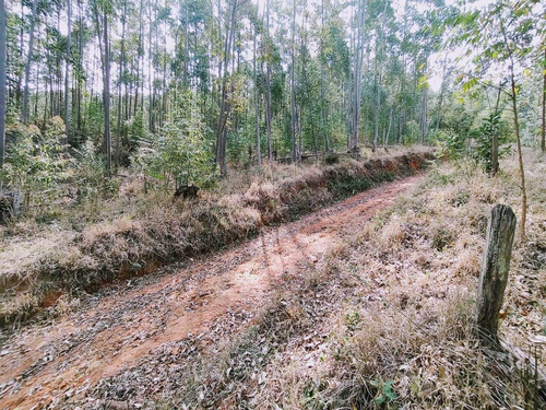 Imagem 19 de 19 de Terreno Escriturado À Venda Em Piracaia/sp - 1000 - 34968879