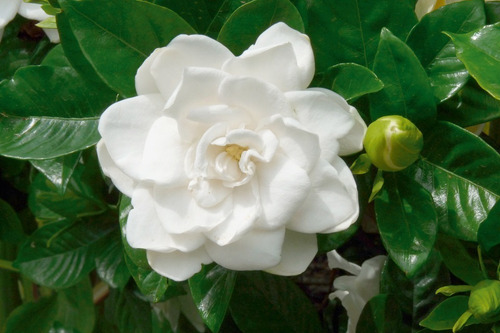 Planta Gardenia Augusta , Jazmin Del Cabo 15ts