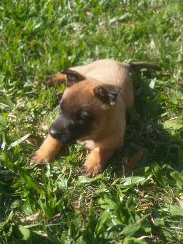 Imagem 1 de 5 de Pastor Belga Malinois