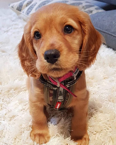 Hermosos Cachorros Cocker Spaniel 