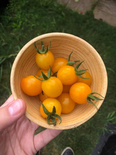 Semillas Envío Gratis 15 Variedades Huerta Organica