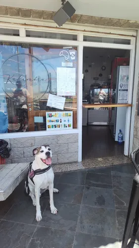 Clases De Adaptación Para Caninos Todas Las Razas Y Edades
