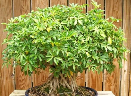 Arbol Para Bonsai Scheflera Arboricora