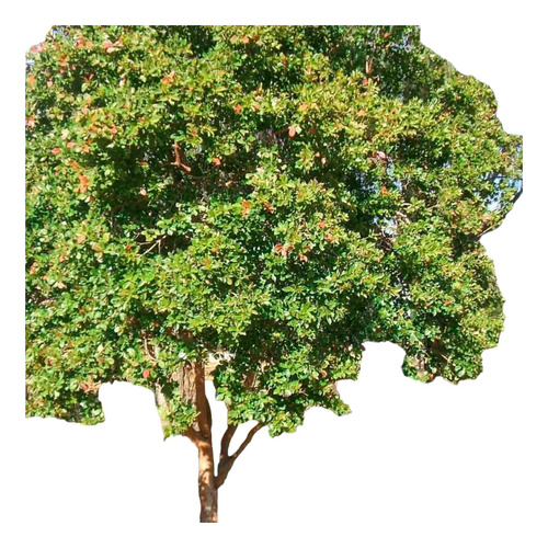 Árbol Guayabo Envío Gratis 