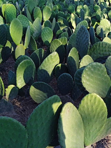 Planta De Nopal Verdura 10 Pzas