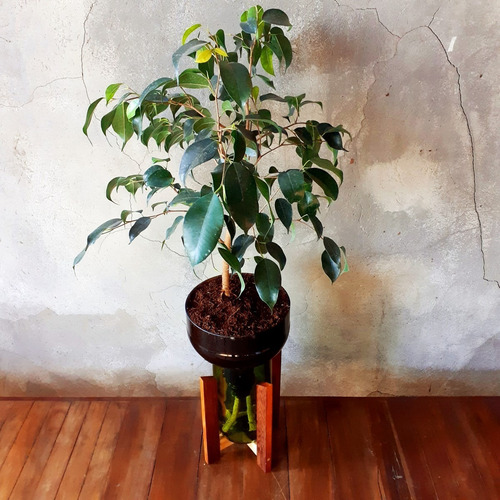 Imagen 3 de 10 de Ficus Benjamina Little Plant 27 Con Soporte, Autorregante