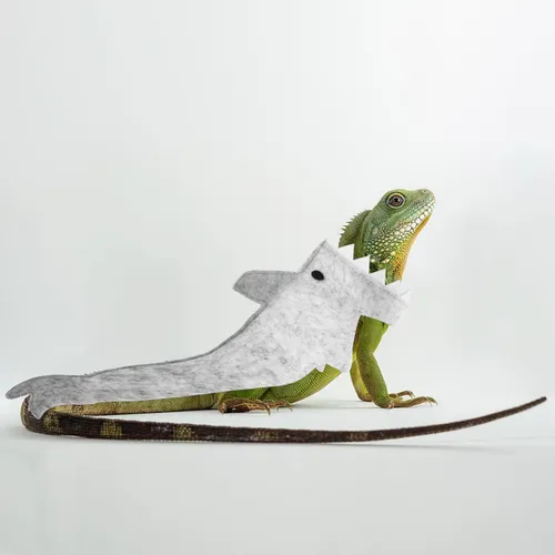 Ropa De, Traje De Tiburón Dragón Barbudo De Tela De