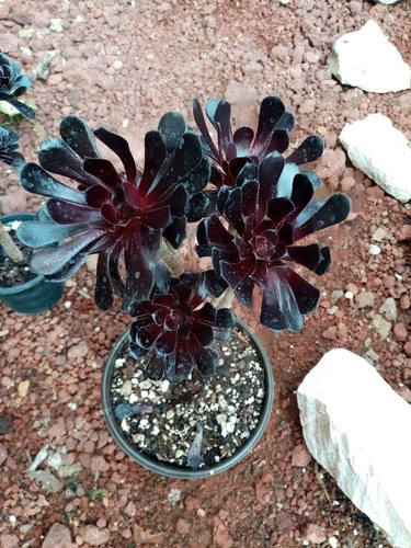 Suculenta De Colección Rosa Negra 4 Ramas Aeonium Zwartkop | Meses sin  intereses