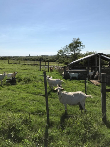 Chacra Con Casa De Tres Dormitorios Y Galpón