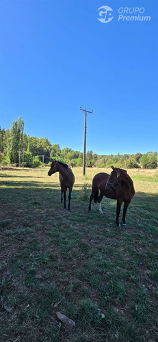 Parcela De 5000mts2 En Venta En Sector Los Junquillos