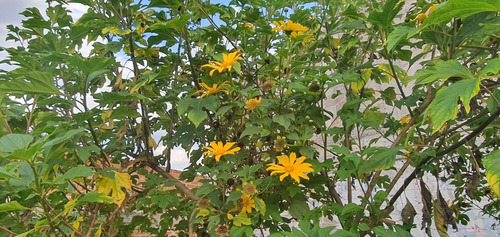 Tithonia Diversifolia | Árbol Girasol
