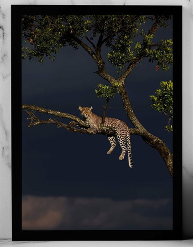 Tx Cuadro Negro Poster 33x48cm Chita Leopardo Animales Deco