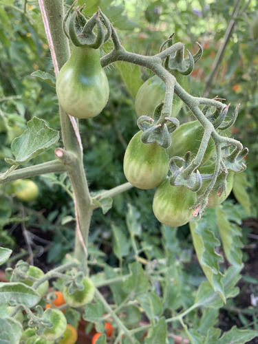 Semillas De Tomate Red Pear (solanum Lycopersicum)