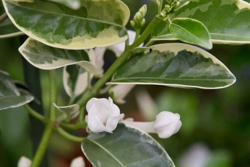 100 Sementes Jasmim De Madagascar Variegata Pronta Entrega