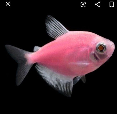 Imagen 2 de 6 de Pez Monjita Monja Flúor Rosa Amarillo Verde 5u Tropical Comu