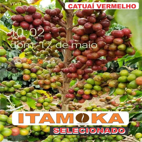 Café Sem Torrar 20kg Cru - Tipo Exportação Arábica - Sul Mg