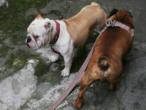Bulldog Inglés Hembra $ 900 N E G O C I A B L E S