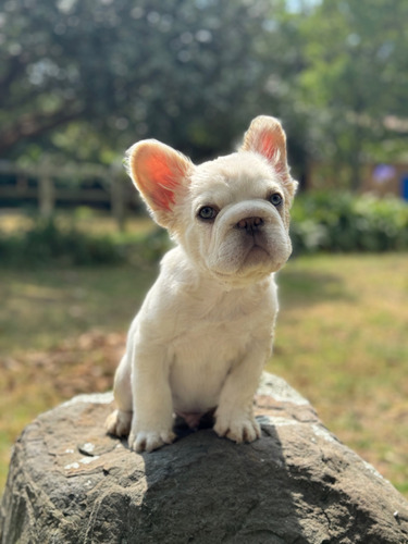 Bulldog Frances-big Rope-fluffy (macho)