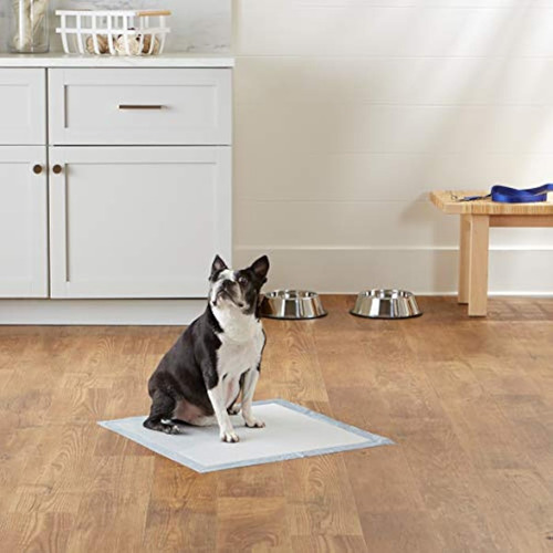 Protectores Para Absorcion Orina Perros Paquete 100 Unidades