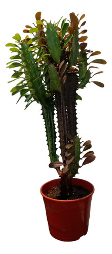 Planta Euphorbia Trigona Y Rubra