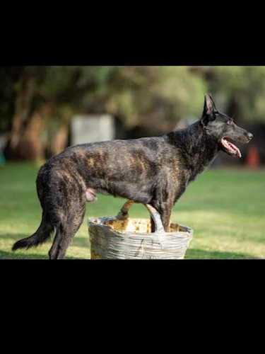 Pastor Holandés Cachorros.