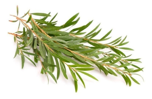 Imagem 4 de 8 de 200 Sementes Melaleuca Alternifolia Tea Tree + Frete Gratis