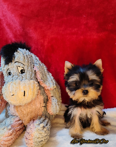 Yorkshire Terrier, Hembras Y Machos