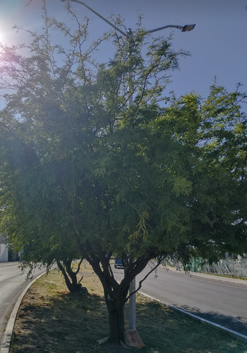 Mezquite, Prosopis Glandulosa, 500 Semillas, Nv