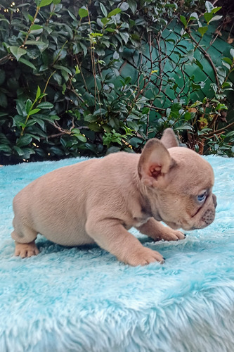 Bulldog Frances Blue Fawn Machito Sable Blue Sable