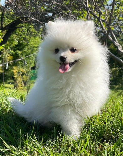 Cachorros Pomerania Padres Brasileños Inscritos Kcc Lindos 