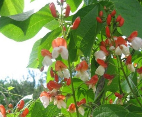 200 Semillas De Runner Bean Painted Lady + Instructivo
