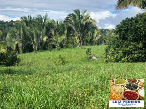 Imagem 1 de 15 de Fazenda À Venda Em Pacaja - Pa - De 1.900 Alqueires (dupla Aptidão) - 1649