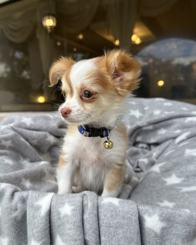 Cachorros Chihuahua Pelo Largo Pedegre Vacunas Tienda De Mas