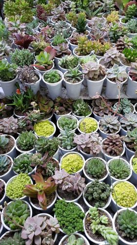 Imagen 4 de 5 de Regalos De Plantas Suculentas, Recuerdos En Macetitas