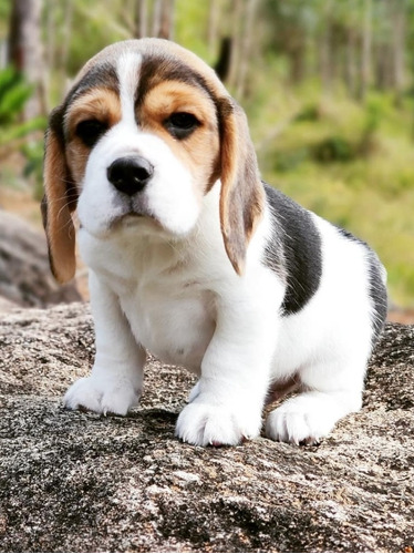 Cachorro Beagle Dior 