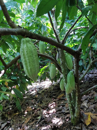 Tu Finca De Cacao