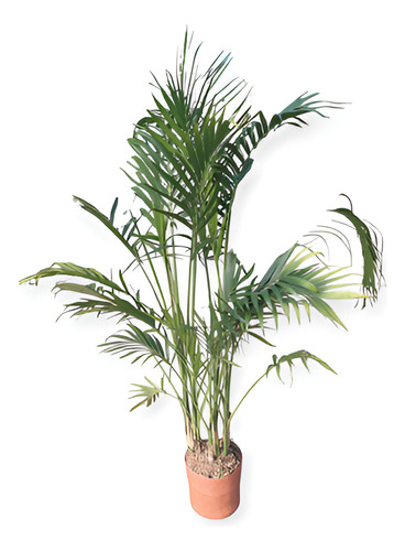 Palmera Chamadorea Cactaractarum Grande