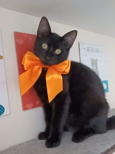 Gatinha Angorá X Siamês 5 Meses Fêmea Preta Azul Castrada