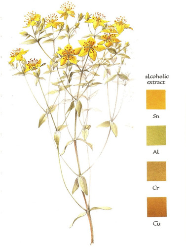 40 Sementes De Hiperico - Hypericum - Erva De São João Flor