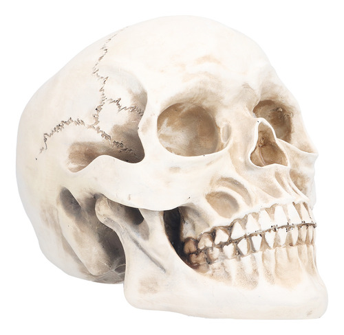 Adorno Decorativo De Resina Con Modelo De Calavera De Animal