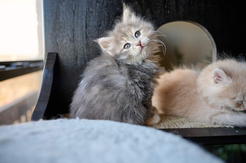 Hermosos Gatitos Angora