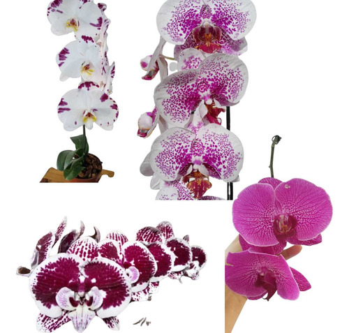 Phalaenopsis Cores Variadas Cor Surpresa Planta Adulta