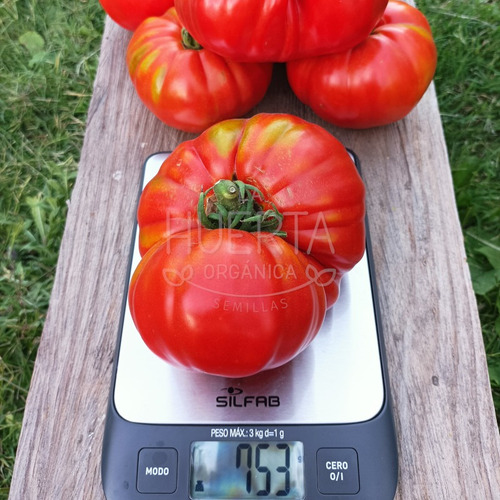 Semillas Tomate Gigante Brutus Magnum! Enorme Y Productivo!