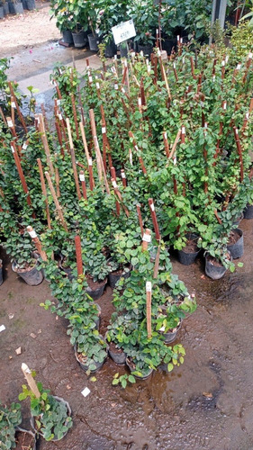 Imagen 3 de 9 de Enamorada Del Muro 6 Plantas - Entrega Gratis Amba